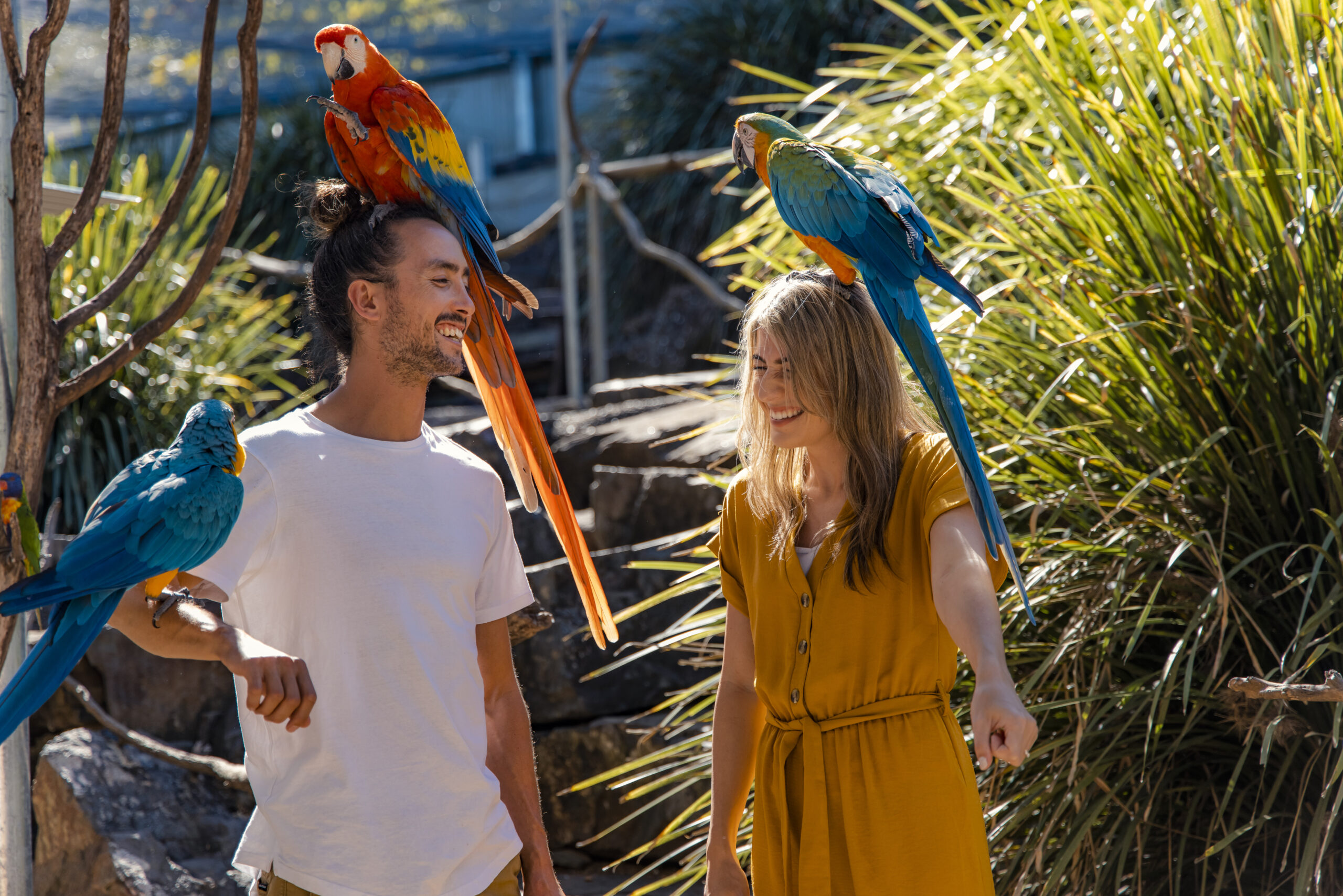 Romantic getaway on the Sunshine Coast offers lots of activities. Maleny Botanical Gardens Sunshine Coast and Bird World image with couple holding exotic birds