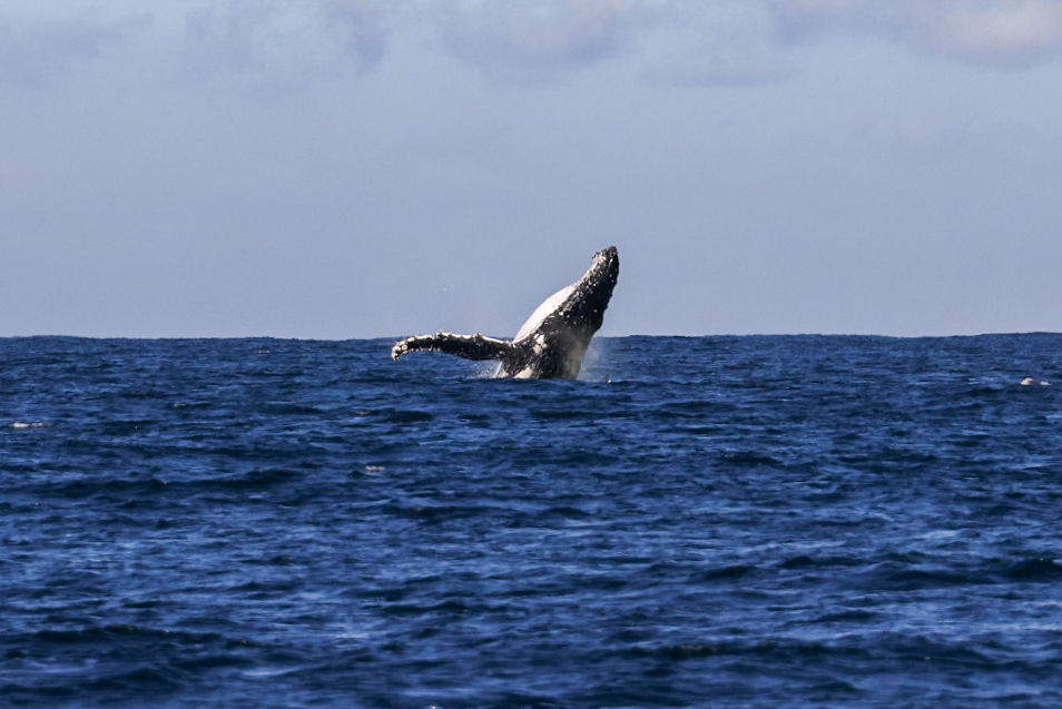 Swim with the whales Sunshine Coast, whale jumping out for the ocean